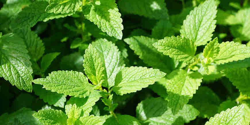 Mint (Bàie) in Medicinal Remedies