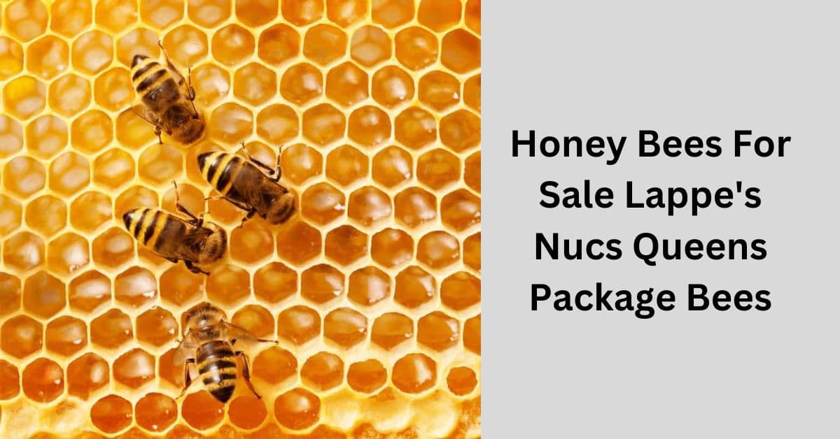 Honey Bees For Sale Lappe’s Nucs Queens Package Bees – Let’s Explore It!