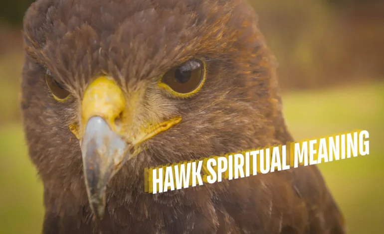 hawk spiritual meaning