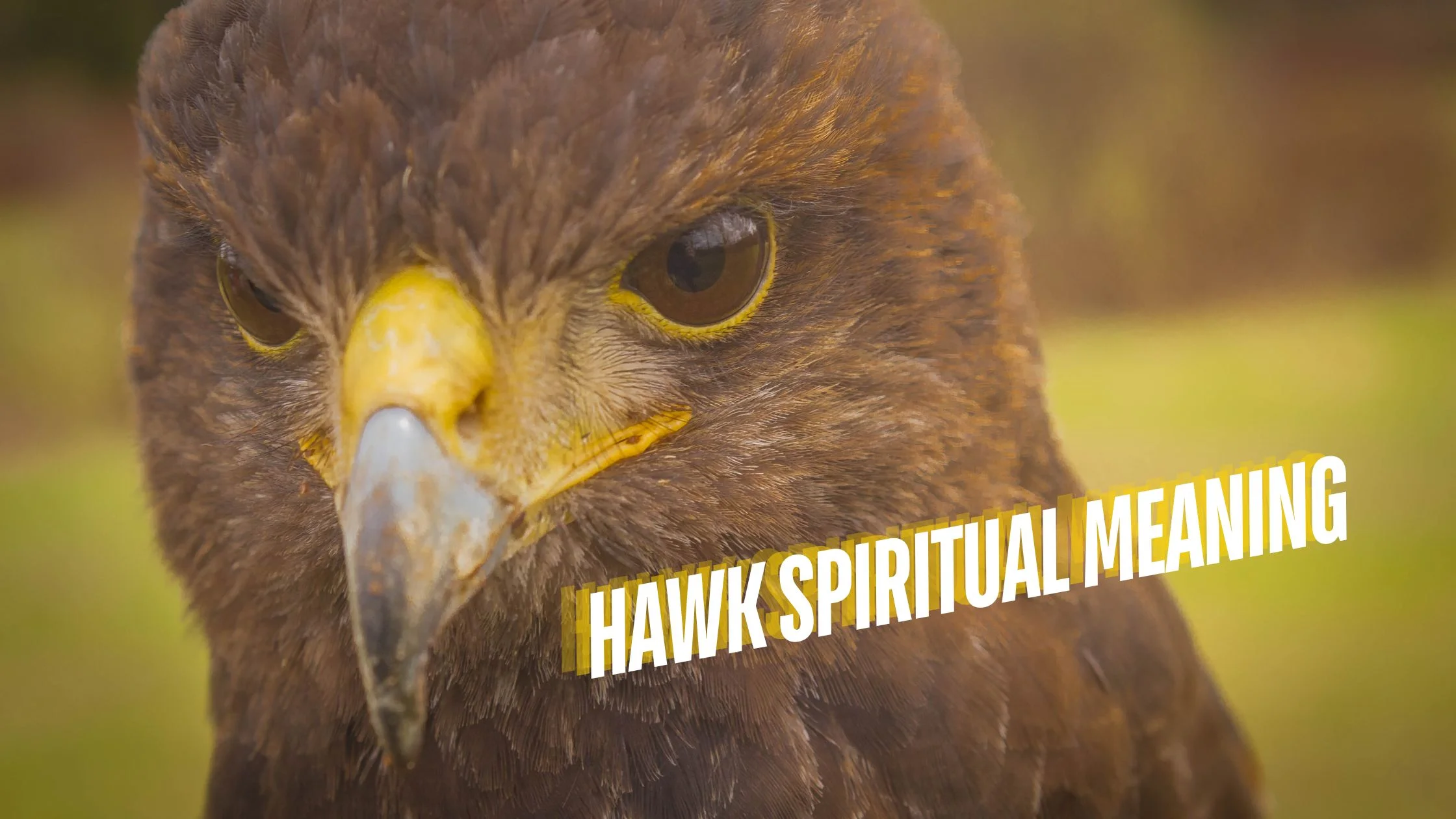 hawk spiritual meaning